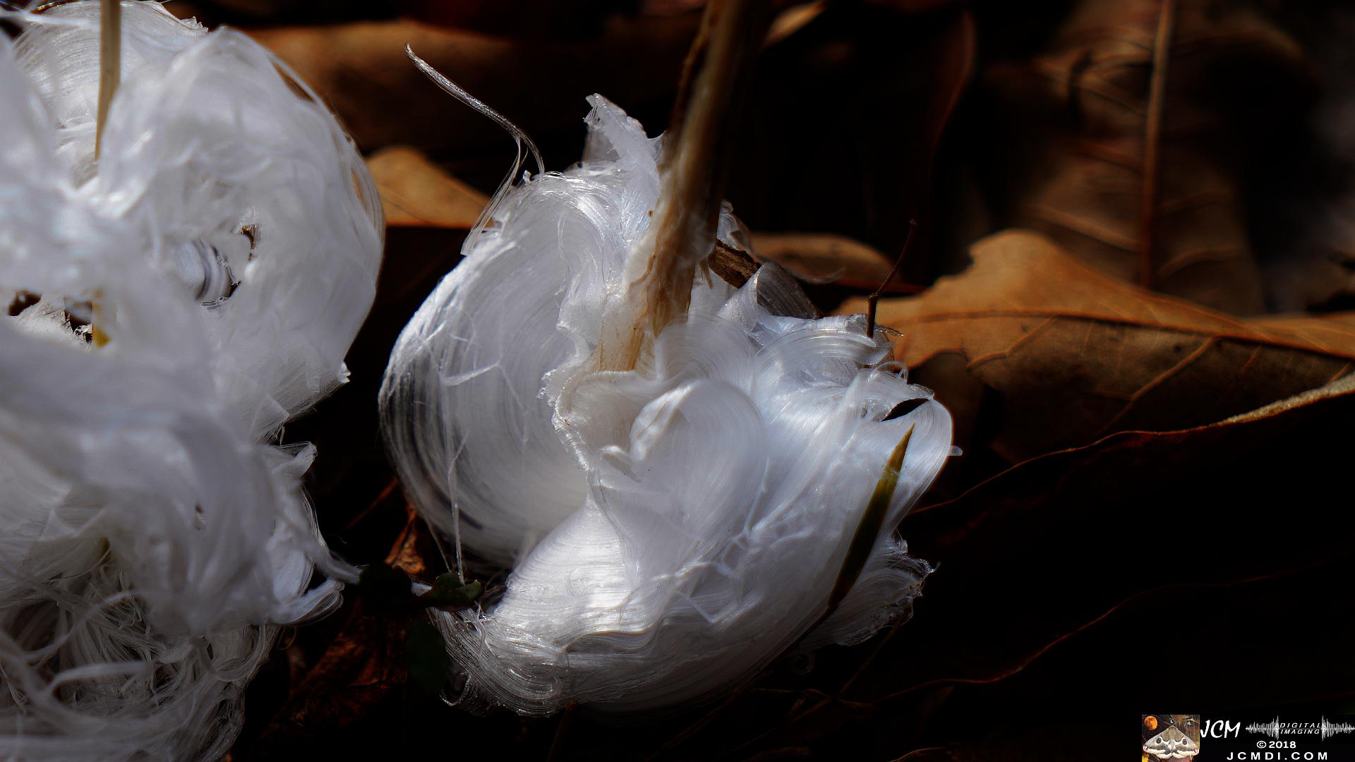 Ice Flowers at Old Hickory Lake, TN